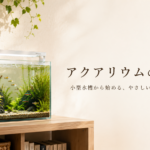 アクアリウムの始め方【初心者向け費用と道具】